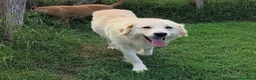 Meticcio cani in regalo: Astra, derivata Golden retriever in adozione - Annuncio 2