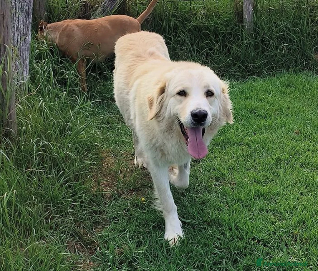 Meticcio cani in regalo: Astra, derivata Golden retriever in adozione - Annuncio 2