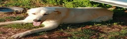 Meticcio cani in regalo: EDO CUCCIOLONE - Annuncio 15