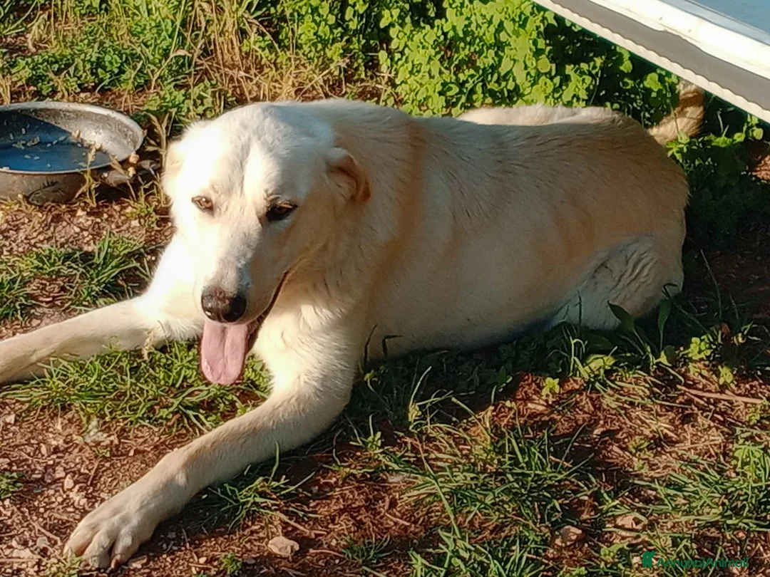 Meticcio cani in regalo: EDO CUCCIOLONE - Annuncio 15