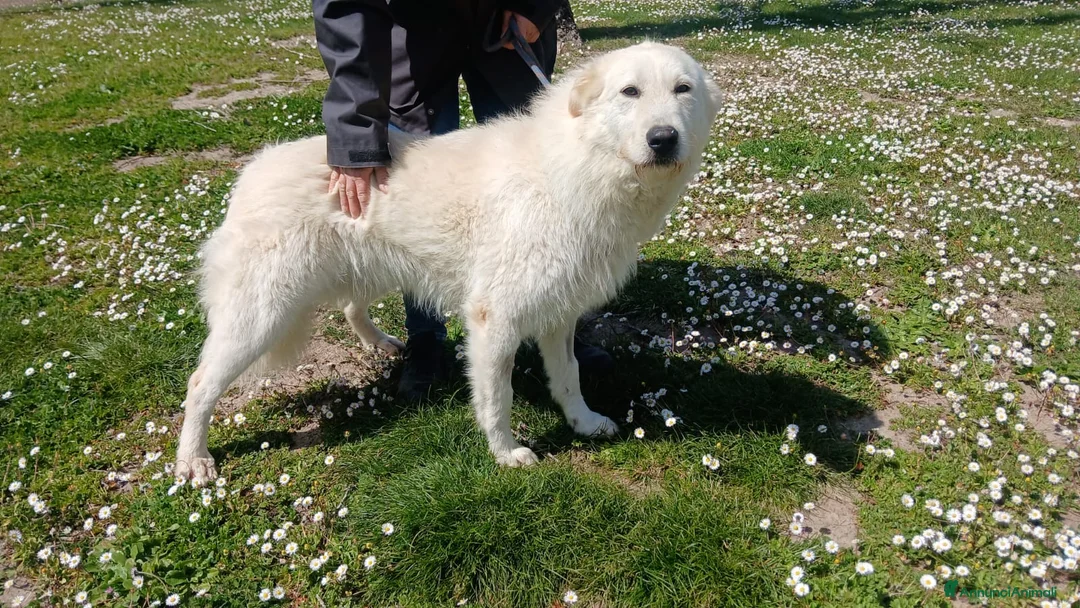 Meticcio cani in regalo: ROBERTA PAROLA D'ORDINE ALLEGRIA, IN ADOZIONE - Annuncio 4