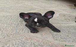 Bulldog Francese cani in vendita: CUCCIOLI DI BULLDOG FRANCESE a Provincia di Cuneo - Immagine 4