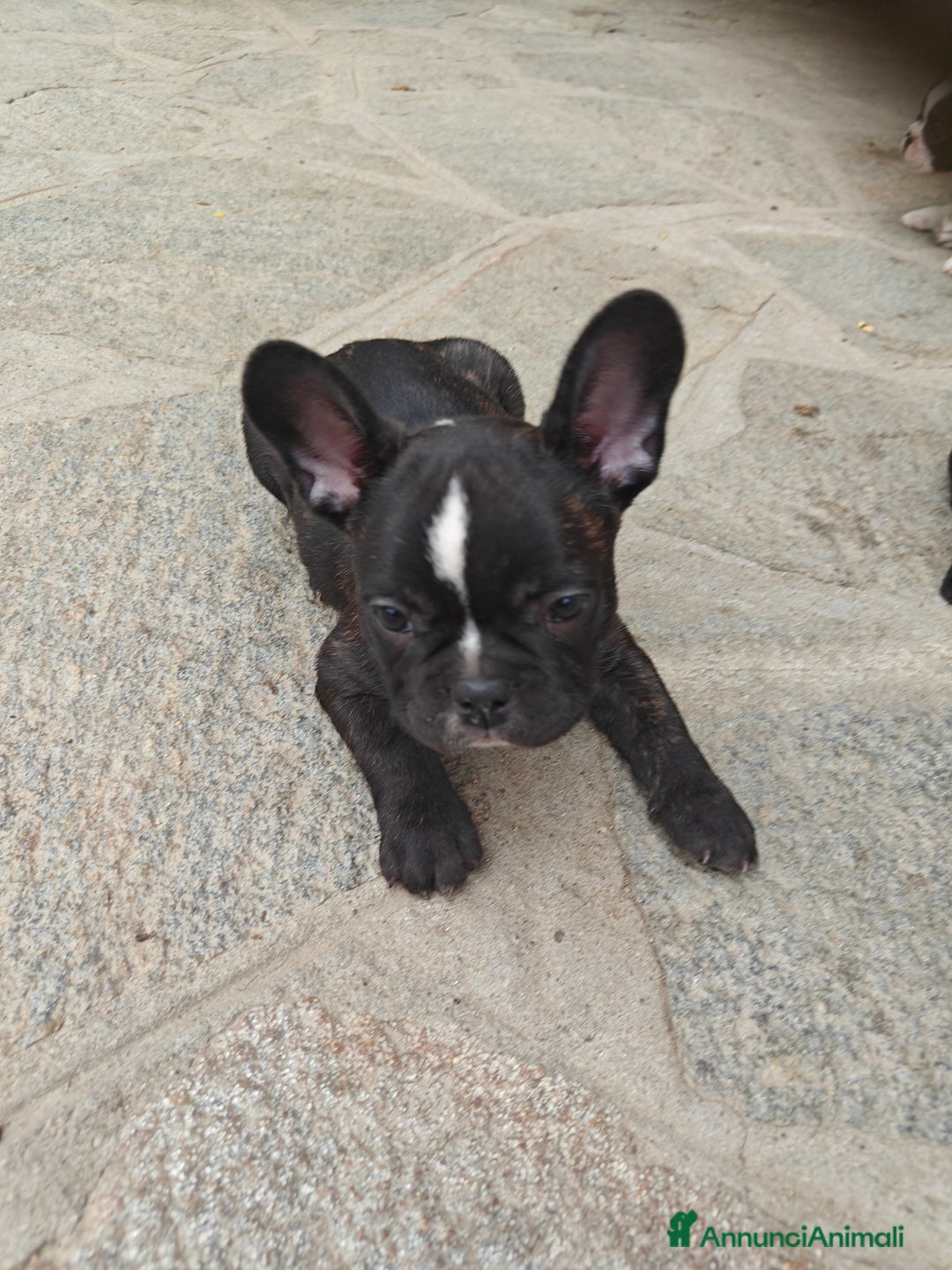 Bulldog Francese cani in vendita: CUCCIOLI DI BULLDOG FRANCESE a Provincia di Cuneo - Immagine 4