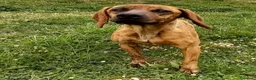 Segugio Maremmano cani in regalo: YUK bravo con tutti! - Annuncio 4