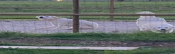 Meticcio cani in regalo: 2 Bellissime femmine  a Provincia di Vicenza - Annuncio 2