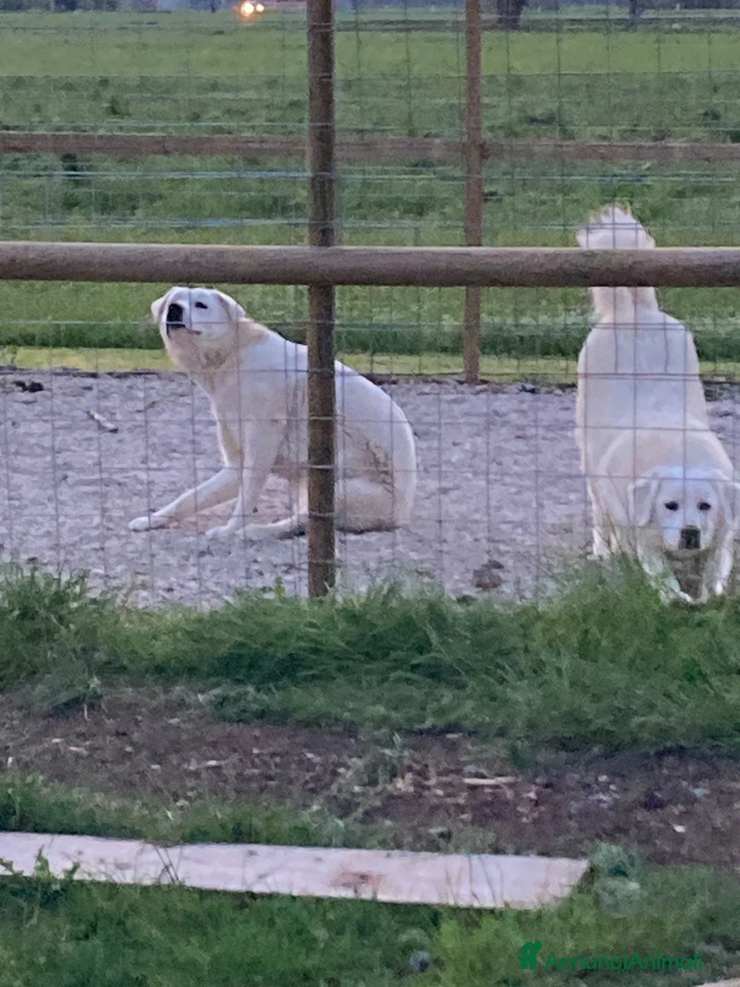 Meticcio cani in regalo: 2 Bellissime femmine  a Provincia di Vicenza - Annuncio 2