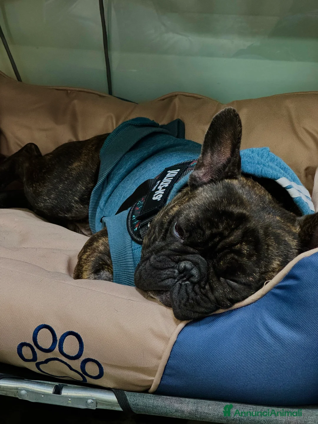 Bulldog Francese cani per accoppiamento: Pablo è in cerca di una fidanzata! 🐶💕 - Annuncio 4