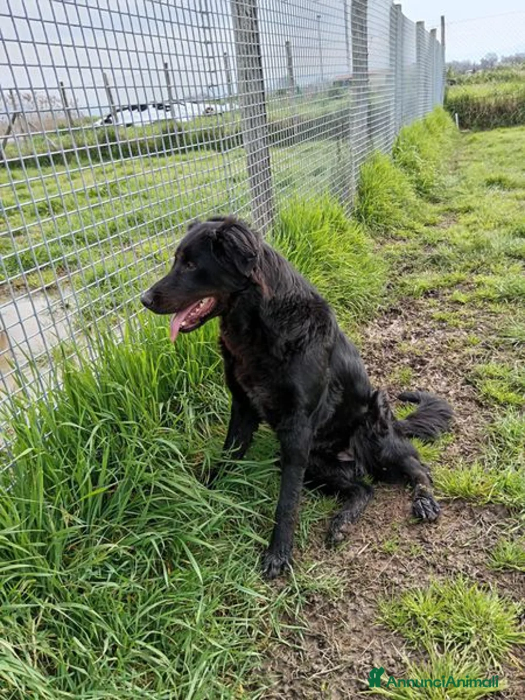 Labrador cani in regalo: ANTONIA, mix labradorina cioccolato a Provincia di Latina - Annuncio 7