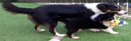 Australian Shepherd cani in vendita: Australian Shepherd/pastori australiani cuccioli a Città metropolitana di Milano - Annuncio 12