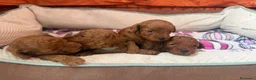 Barboncino cani in vendita: Meravigliosi cuccioli di Barbone nano Red  - Annuncio 3