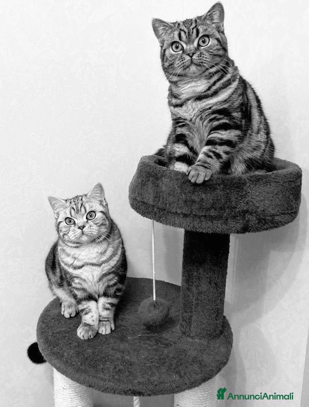 British gatti in vendita: British shorthair black silver tabby blotched  - Annuncio 1