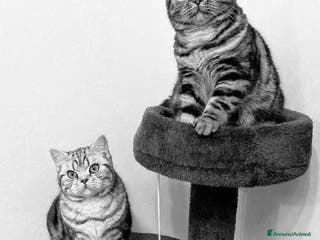 British gatti British shorthair black silver tabby blotched - Annuncio 2
