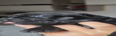 Bulldog Francese 4