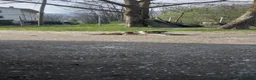 Pastore Asia Centrale cani in vendita: Cucciolo di pastore dell'Asia centrale  a Città Metropolitana di Torino - Annuncio 1