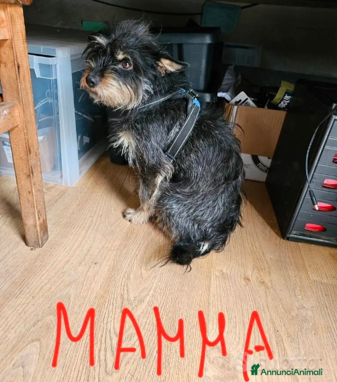 Meticcio cani in regalo: Regalo cucciola a Provincia di Salerno - Annuncio 2