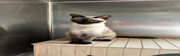 Meticcio gatti in regalo: GATTINI E GATTI MERAVIGLIOSI  a Provincia di Piacenza - Annuncio 5