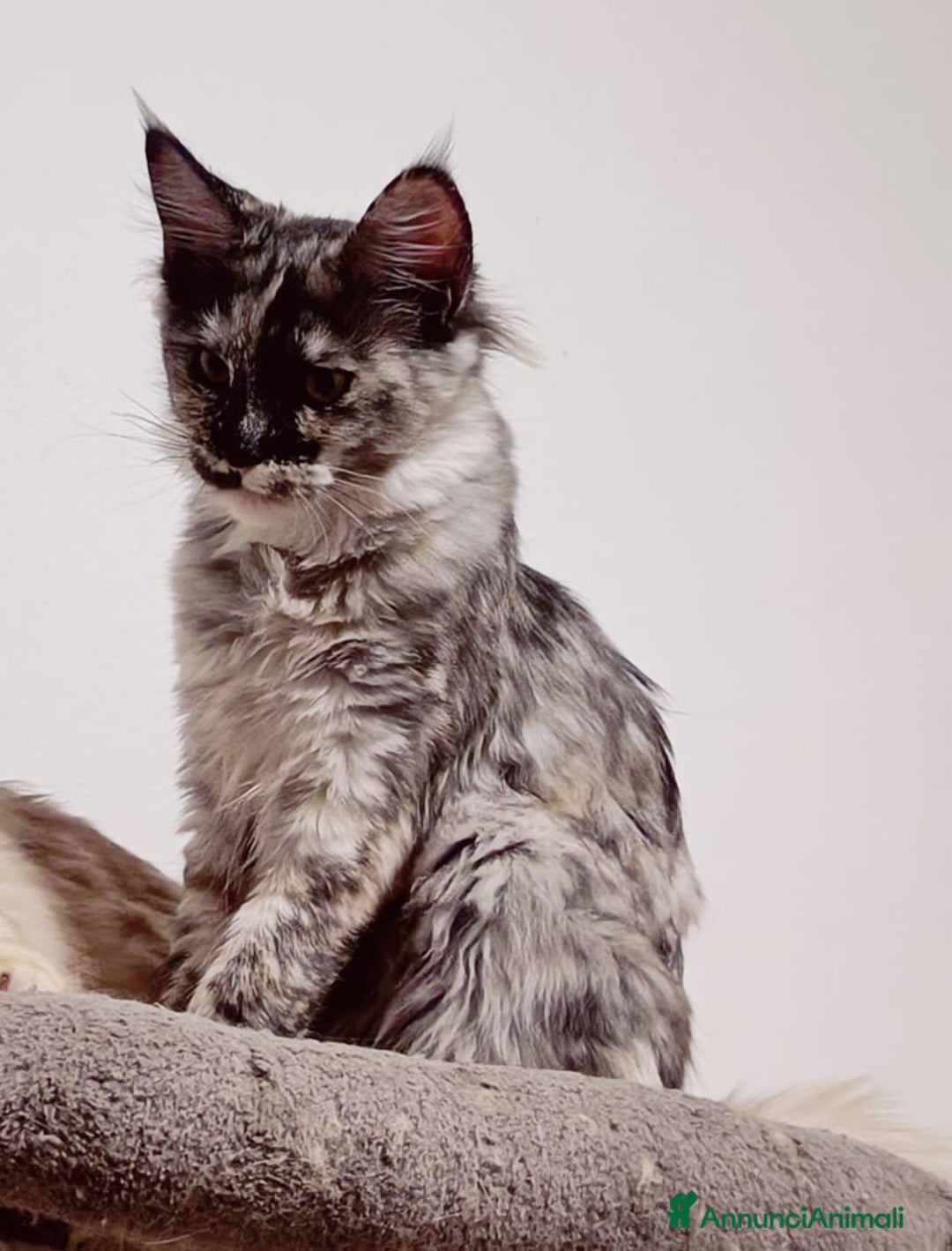 Maine Coon gatti in vendita: Cucciola Maine Coon Pedigree ANFI - Annuncio 7