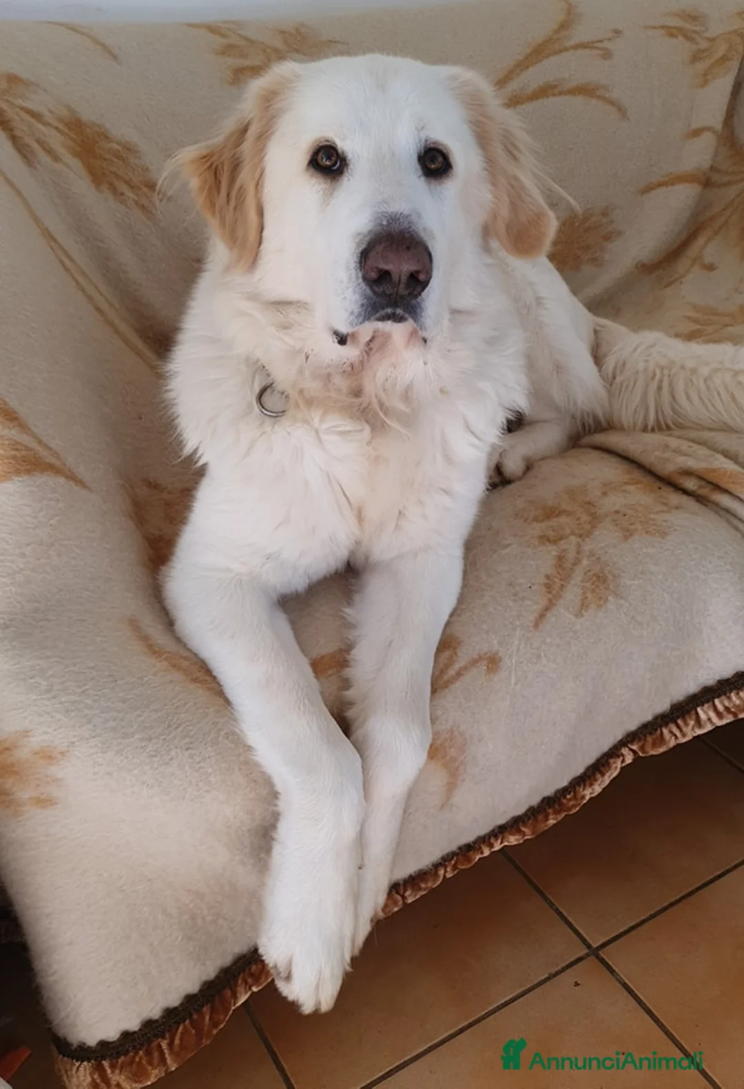 Pastore Maremmano cani in regalo: Thor fiero e maestoso maremmano a Città metropolitana di Roma Capitale - Annuncio 5