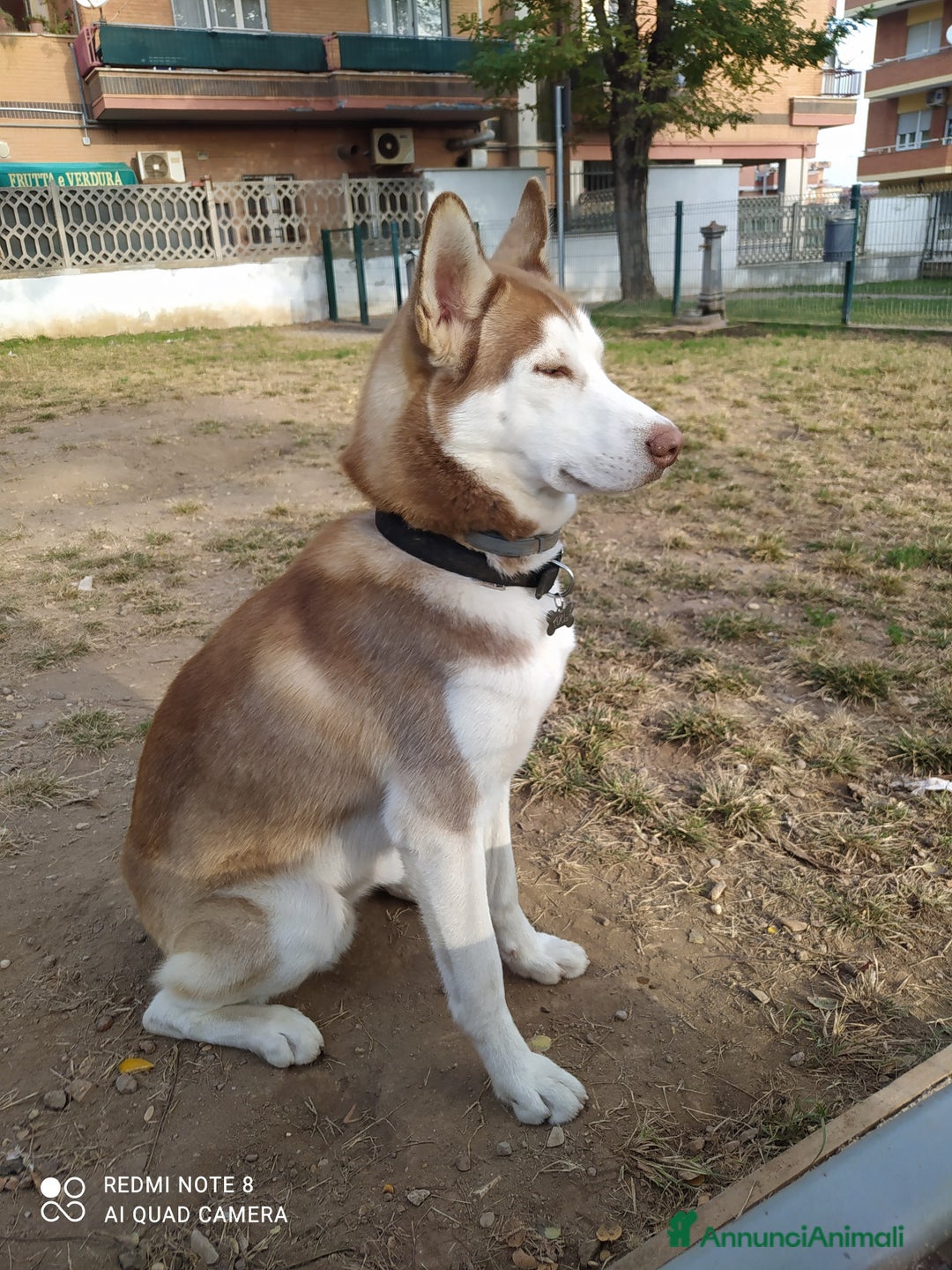 Husky cani per accoppiamento: Husky per accoppiamento  a Pomezia - Annuncio 4