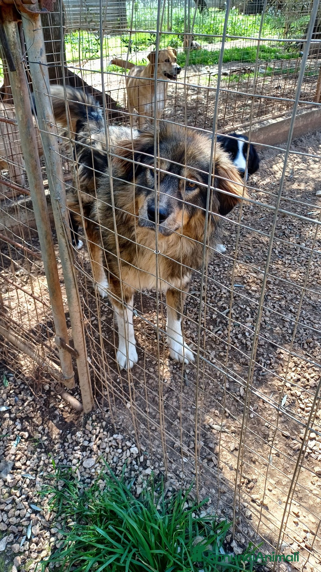 Pastore dei Carpazi cani in regalo: Max meraviglioso Pastore dei Carpazi - Annuncio 11