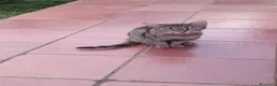 Meticcio gatti in vendita: Gattina grigio-bianca (meticcia) - Annuncio 2