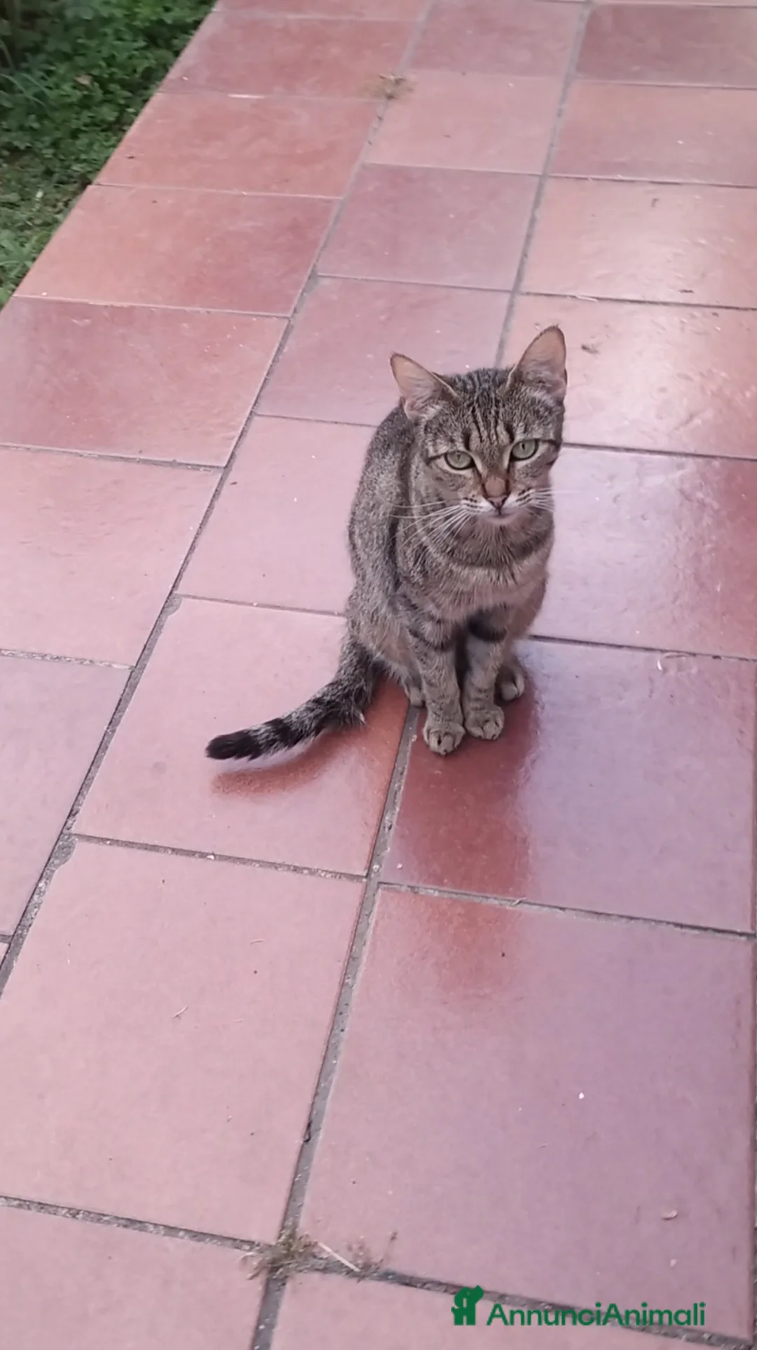 Meticcio gatti in vendita: Gattina grigio-bianca (meticcia) - Annuncio 2
