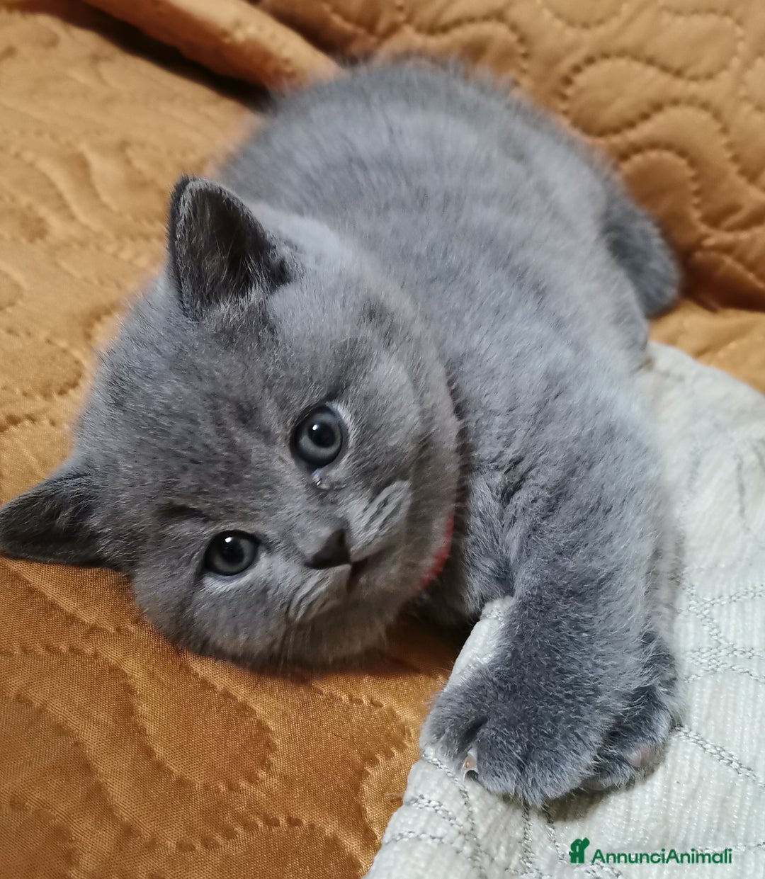 Scottish gatti in vendita: Gattini, cuccioli Scottish Straight, British  - Annuncio 5