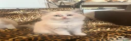 Ragdoll gatti in vendita: Cucciole ragdoll dolcissime  - Annuncio 8