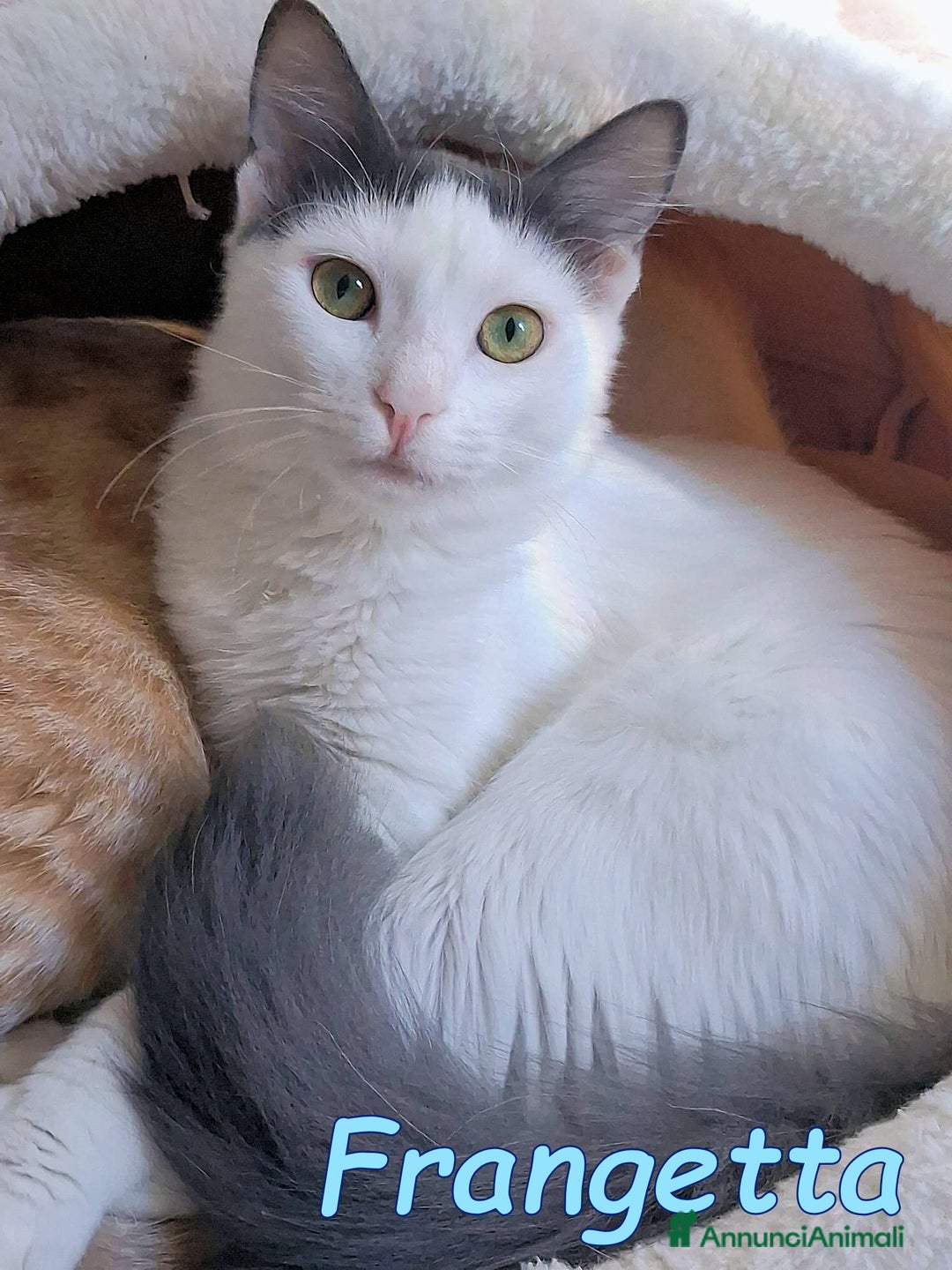 Europeo gatti in regalo: Scorri pure… sappi che potresti spezzarti il cuore - Annuncio 8