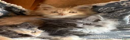 Maine Coon gatti in vendita: Cuccioli Maine coon con pedigree  - Annuncio 7