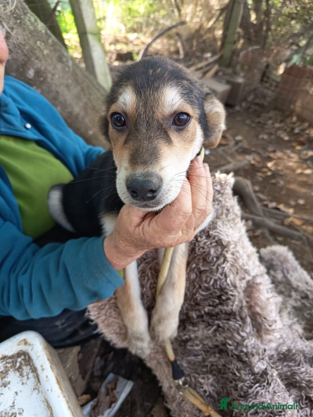 Meticcio cani in regalo: EDEN E SIRIO - Annuncio 2