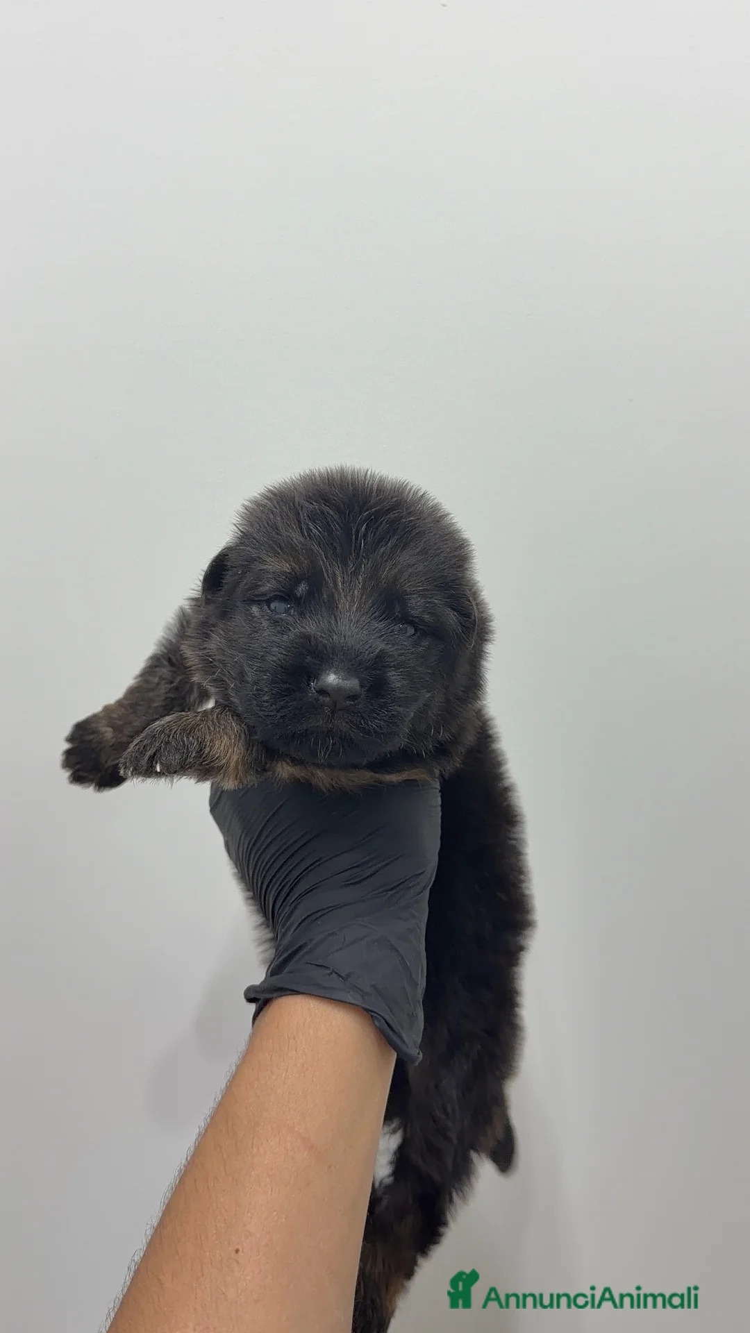 Pastore Tedesco cani in vendita: Pastore tedesco pelo lungo  - Annuncio 2