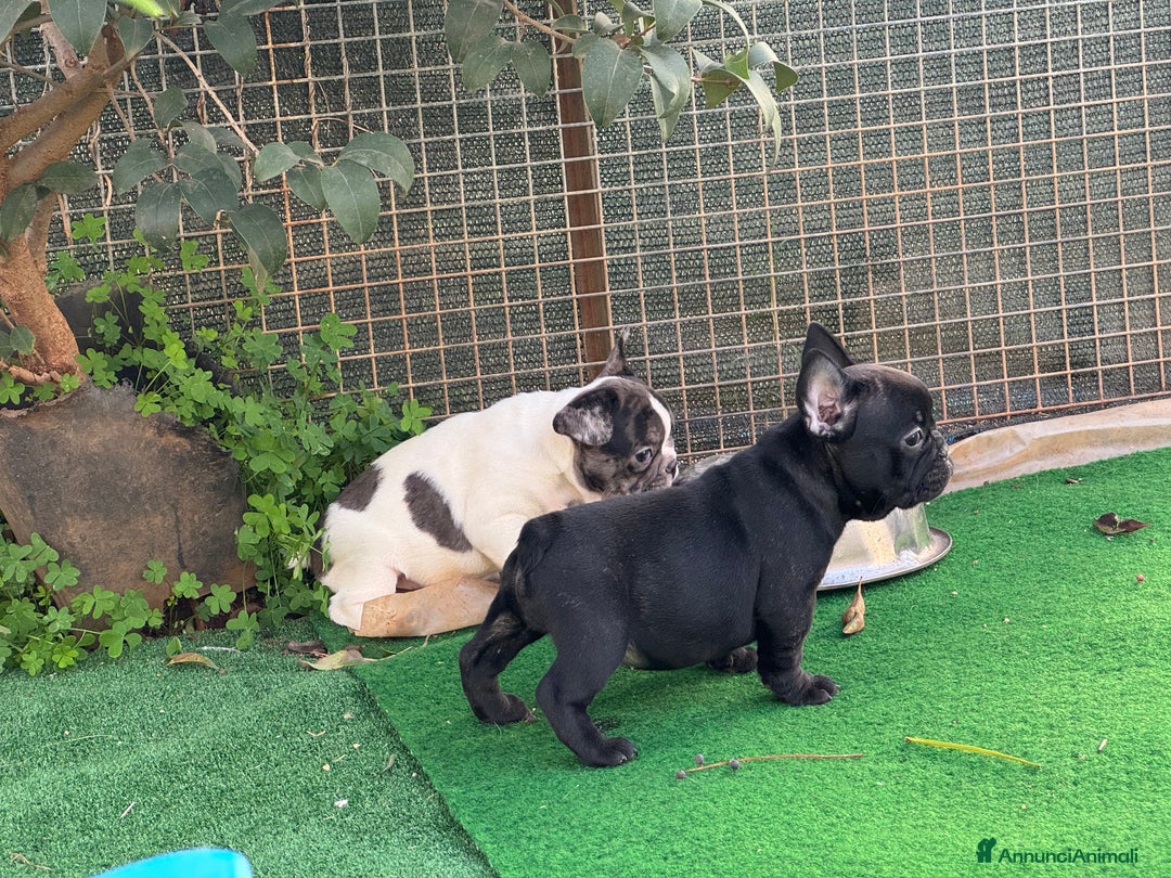 Bulldog Francese cani in vendita: Bulldog francese maschi esotici - Annuncio 24
