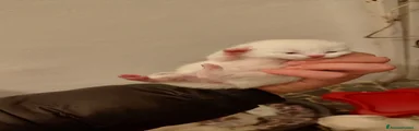Scottish Gattino 1