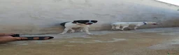 Meticcio cani in regalo: Kinder e Kira: giovani adozione di coppia  - Annuncio 25