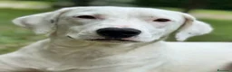 Meticcio cani in regalo: Alena a Provincia di Arezzo - Annuncio 1