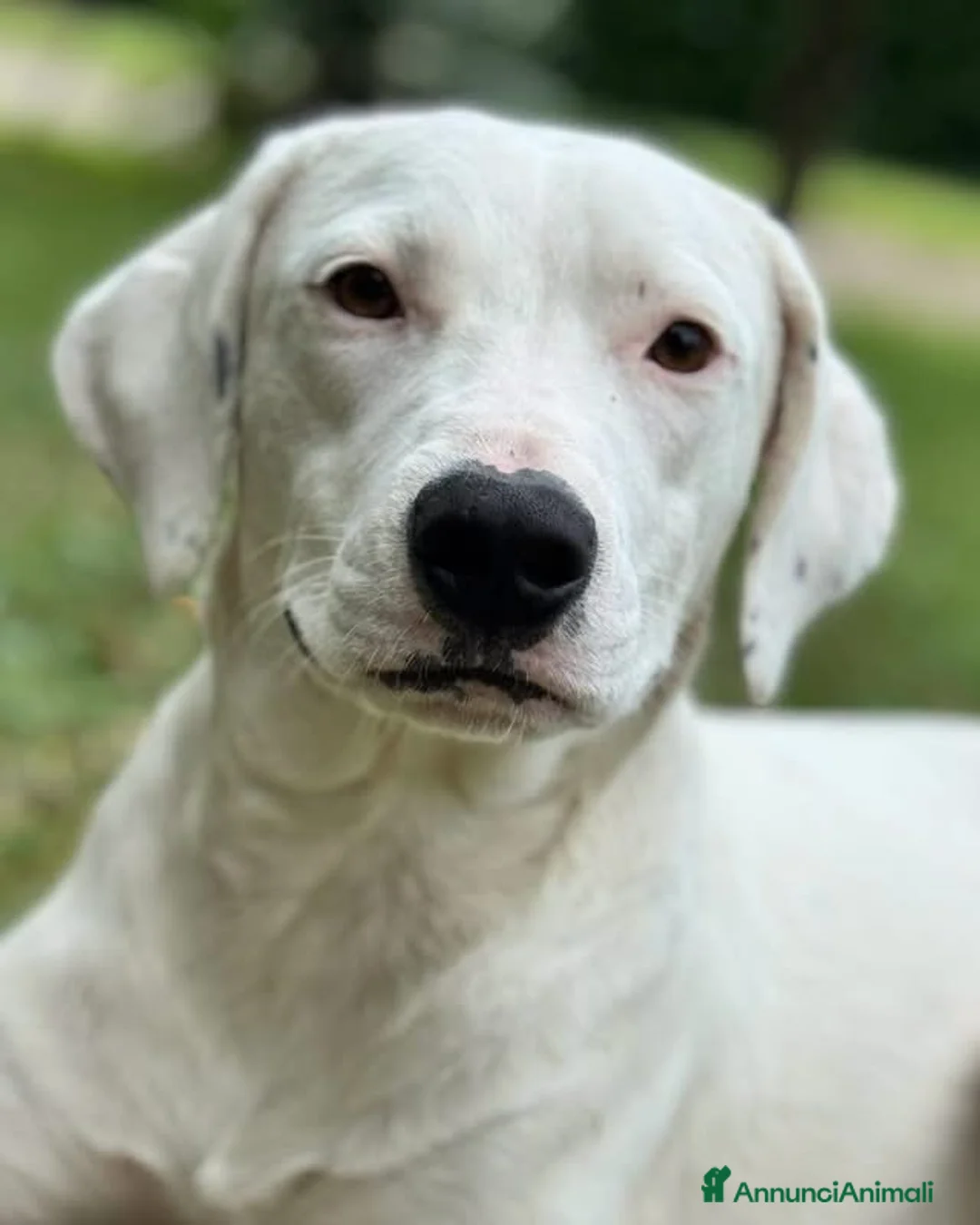 Meticcio cani in regalo: Alena a Provincia di Arezzo - Annuncio 1
