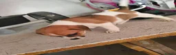 Jack Russell cani in vendita: Bellissimo cuccioli di Jack Russell terrier  a Provincia di Benevento - Annuncio 11