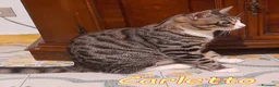 Europeo gatti in regalo: CARLETTO GATTINO DOLCISSIMO - Annuncio 3