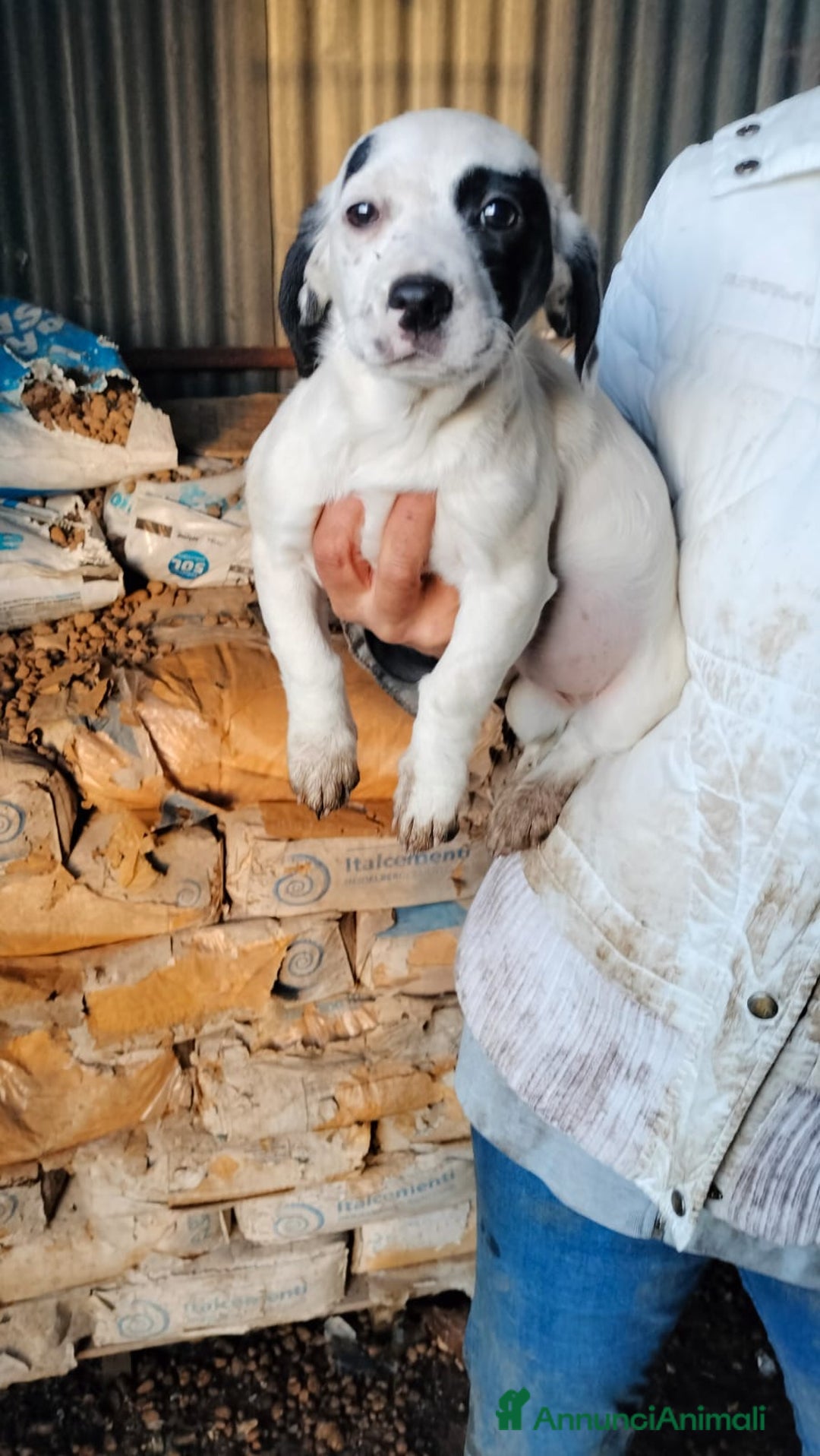 Meticcio cani in regalo: ALISIA - Annuncio 9