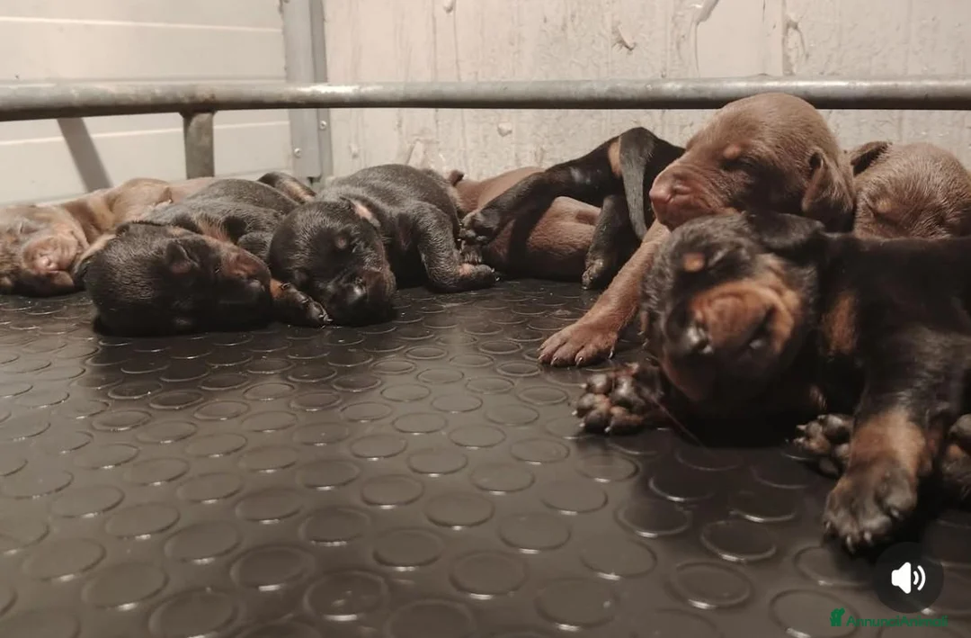 Dobermann cani in vendita: Dobermann cuccioli  - Annuncio 2