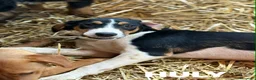 Meticcio cani in regalo: HULYA, cucciolotta super simpatica! - Annuncio 4