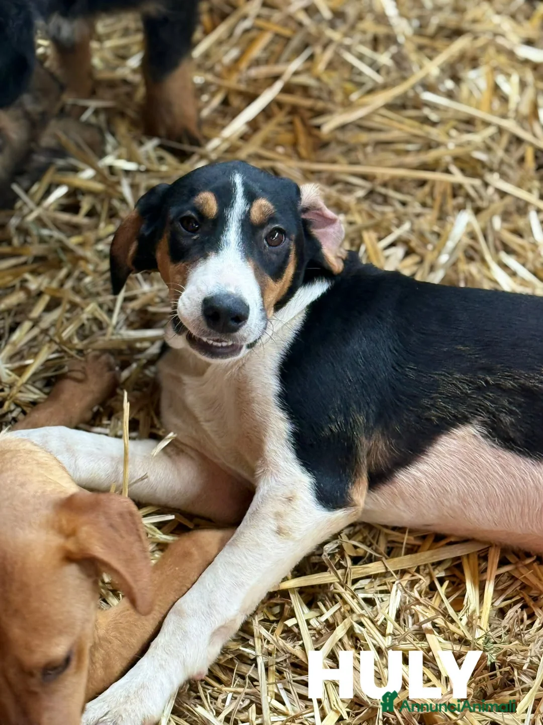 Meticcio cani in regalo: HULYA, cucciolotta super simpatica! - Annuncio 4