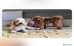 Barboncino cani in vendita: Barboncino piccolo nanetto  - Immagine 9