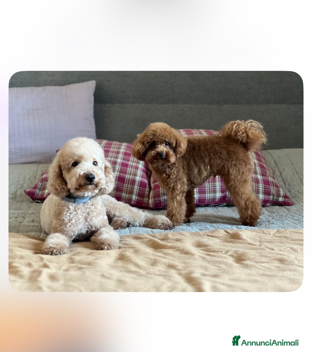 Barboncino cani in vendita: Barboncino piccolo nanetto  - Immagine 9