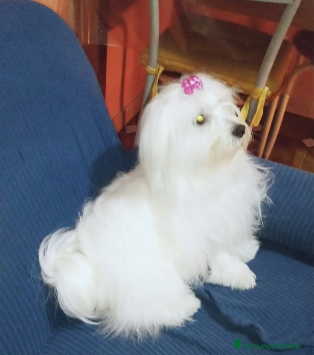 Maltese cani in vendita: Maltesini Toy a Città Metropolitana di Napoli - Annuncio 1