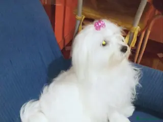 Maltese cani Maltesini Toy - Annuncio 1