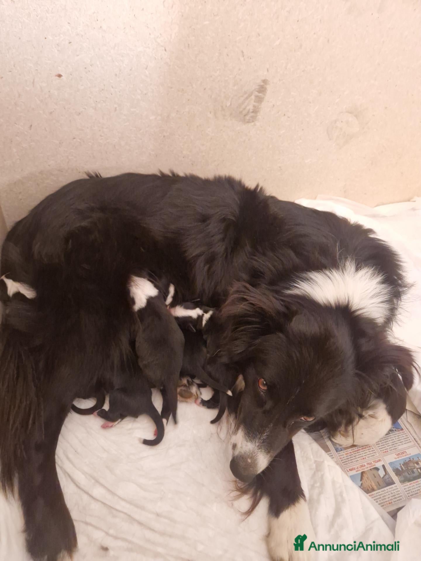 Meticcio cani 6 Cuccioli cercano casa - Annuncio 1