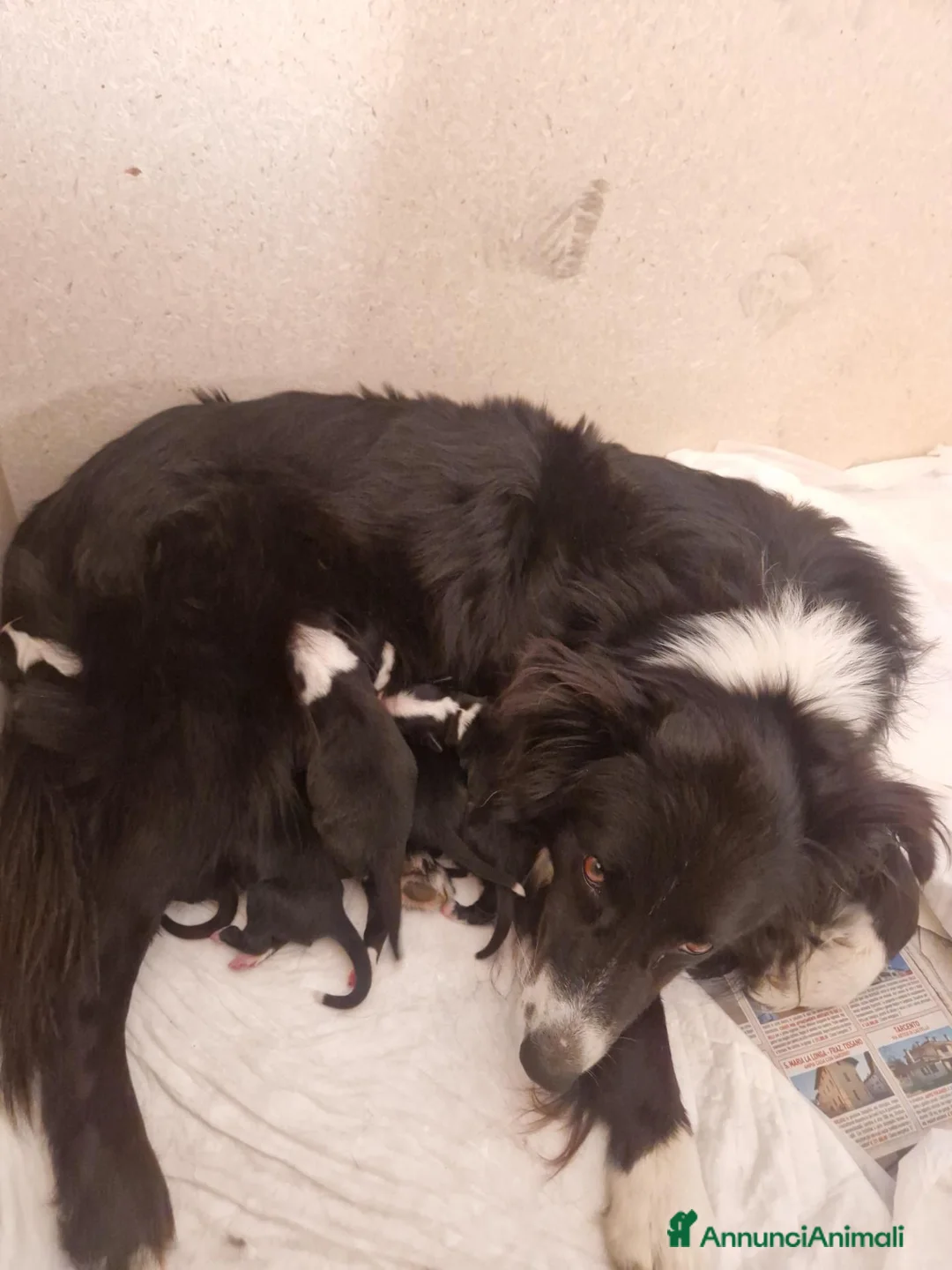 Meticcio cani in vendita: 6 Cuccioli cercano casa - Annuncio 1