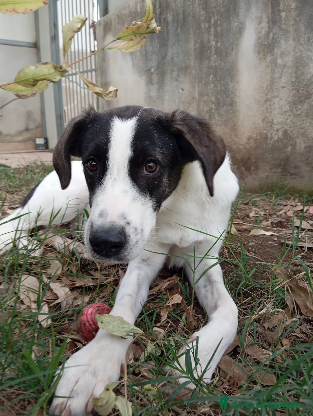 Meticcio cani in regalo: SNOOPY! (25-30KG) - Annuncio 5